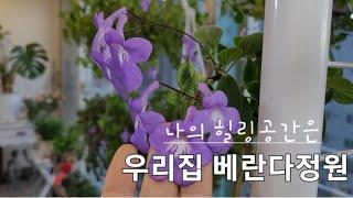 나의 힐링공간은 우리집 베란다정원 입니다/추운겨울 베란다정원 식물이야기