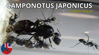 Camponotus japonicus | AntsCzech EN