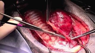 Dog Thyroid Tumor Removal Dr. Jeffrey J Runge DVM, DACVS