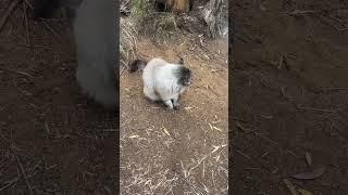 Benjamin the cat has the quietest meow