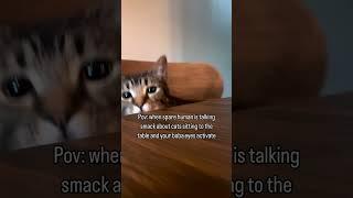 Boba eyes activated #shorts #catshorts #funnycatvideos #catsofyoutube #catoftheday #cats #video