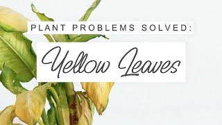 Yellow Leaves On Houseplants - Why This Happens + HOW TO FIX IT!  Leaf Yellowing Treatment