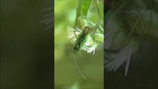 Plant Bug / Клоп слепняк #shorts