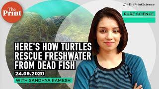 How scavenging by turtles rescue river waters that are becoming toxic from masses of dead fish