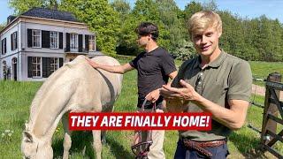Bringing My Horses Home for 24 Hours!