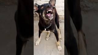 "Aggressive Black Dog Sound Caught on Camera!" #shorts
