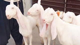 Rajan Puri Originals 6 Goats for Sale |Date07|08|2020|Livestoke Farming by Shahzaib goat farm