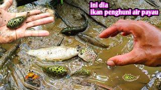 INI DIA BERBAGAI IKAN AIR PAYAU YANG TERDAMPAR