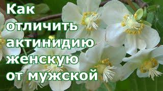 Актинидия коломикта Как определить женское и мужское растение актинидии для получения вкусных плодов