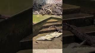 The magic hook helps them catch crocodiles quickly.#shorts #shortvideo #short #song #subscribe