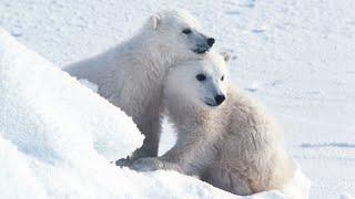 When Will Polar Bear Populations Collapse? The Answer is Up to Us.