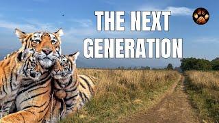 Episode 8 - The Next Generation of Tigers | Dhikala Jim Corbett National Park Wildlife Series