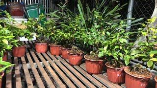 GL Sài Gòn Bình Lợi Bonsai Góc Đẹp Chơi Tết Giá Bao Rẻ Bao Ship ĐT Zalo 0918970606