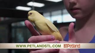 Furry, Feathery, Finned & Other Friends At Petland! 