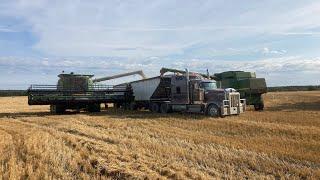 Northern Alberta wheat harvest 2021