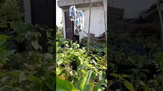 APPLE TREE IN ROOF TOP GARDEN#terrace #ytshorts #chhat #viralvideo #kitchengardening