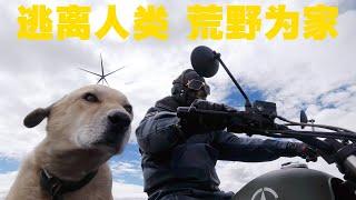 【躺平】逃离人类，荒野为家，潇洒大叔与爱犬在无人区找寻诗与远方｜箭厂ArrowFactory Doc