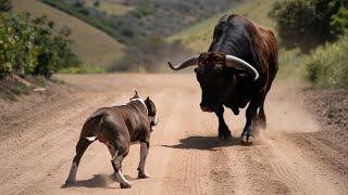 This Pitbull Dog Messed With The Wrong Bull