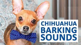 CHIHUAHUAS BARKING | Dogs Barking Sound Effect HD