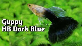 Guppy HB Dark Blue - For Sale