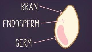 White Rice vs. Brown Rice | A Little Bit Better With Keri Glassman