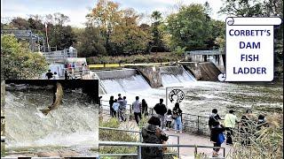 Corbett's Dam Fish Ladder - 4K