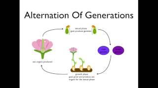 Alternation of Generations (angiosperms)