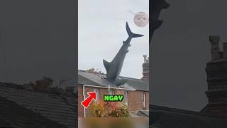 ️Hãy Chạy Ngay Khi Phát Hiện Hiện Tượng Kì Lạ Này ‼️ #pets #shorts