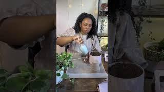 How to Start a Herb Garden on a Budget 