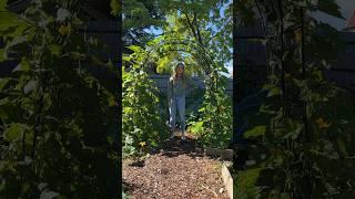 THE PUMPKIN ARCHWAY 2023 #allotment #allotmentgarden