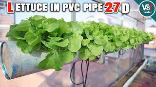 How to Grow Lettuce in PVC Pipe – Fast Harvest in Just 27 Days