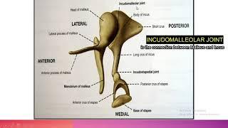 The Ossicles