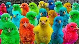 Catch Cute Chickens, Colorful Chickens, Rainbow Chickens, Rabbits, Ducks, Cute Animals #67