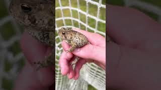 Toad in my lacrosse net! #herping #shorts