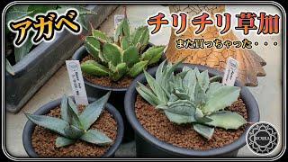 【植物イベント】またアガベ買っちゃった！チリチリ草加【園芸】【多肉植物】