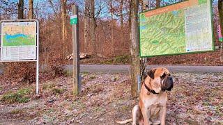 Hunde Runde ab der Kreuzeiche im Naturpark Arnsbergerwald