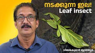 Walking Leaves - Leaf insects നടക്കുന്ന ഇല -  ഇല പ്രാണികളുടെ അത്ഭുത മിമിക്രി