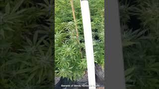 ELEMENTS ORGANIC CANNABIS FARMS