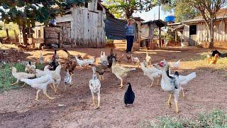 ￼ um dia no sítio do seu João e dona Ana # Pérola Paraná