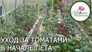ПОЛУЧИТЬ ОТЛИЧНЫЙ УРОЖАЙ ТОМАТОВ ПРОСТО