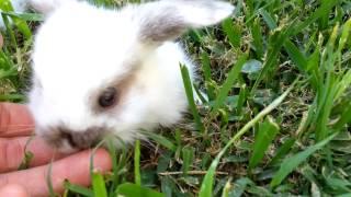 Baby bunny cuteness attack!