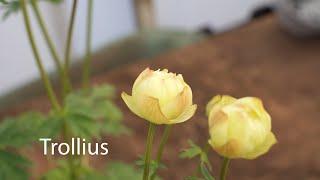 Trollius | Globe Flowers