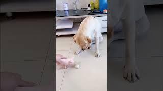 poison story#shorts #dogs #goldenretriever #funny #tiktok #reels #comedy #BOCCHU007