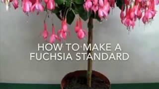 How to Make a Fuchsia Standard / Fuchsia Tree, How To Make A Standard Fuchsia, Gardening, Essex, UK