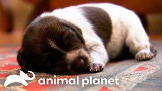 Adorable German Shorthaired Pointer Puppies Make Friends with Kitten | Too Cute! | Animal Planet