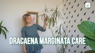 Dragon Tree (Dracaena Marginata) Care Guide