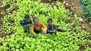 Full video of the process of transforming a wild garden into a vegetable garden DANG THI Du