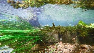 San Marcos River snorkeling - underwater 4K footage (Sony Action Cam X3000)