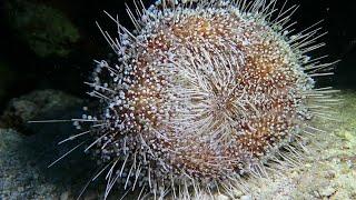 Fascinating Fire Urchin Frolics on Sea Floor || ViralHog