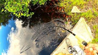 Fishing My All Time Favorite Florida Brackish Water Ecosystem